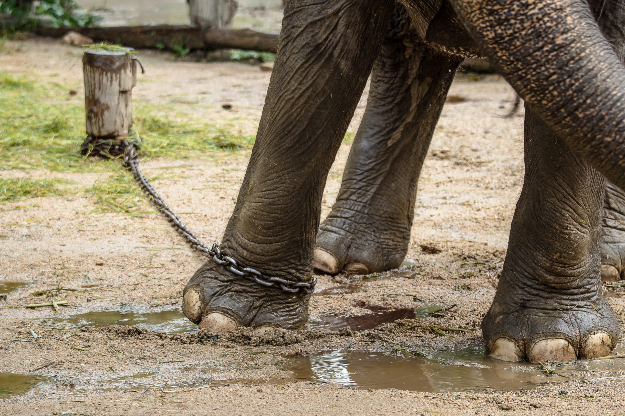 "World's Loneliest Elephant" Wins Freedom After Decades Trapped in Cruel Conditions Karmagawa