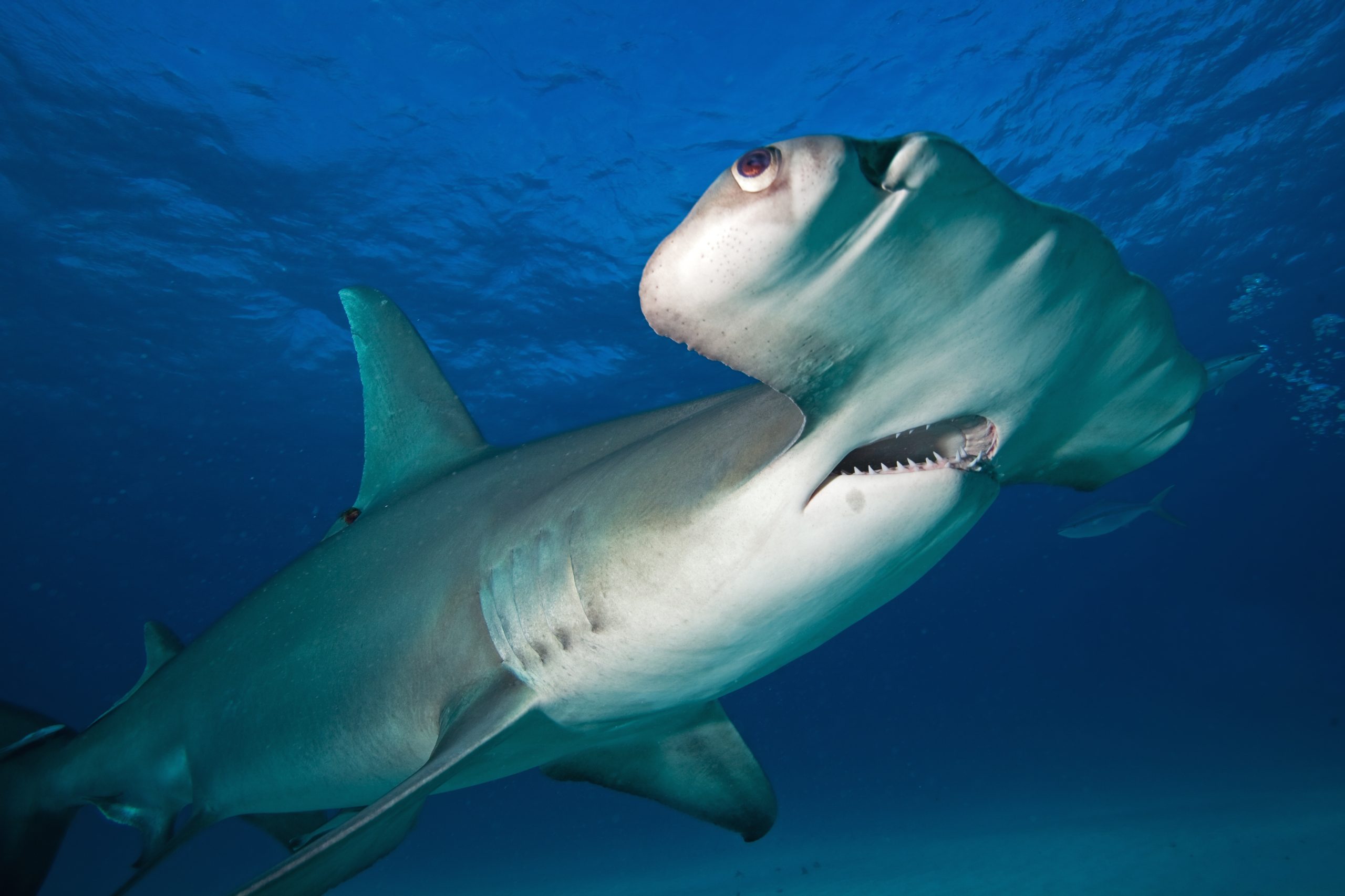 pregnant-hammerhead-sharks-are-being-slaughtered-for-their-babies-meat