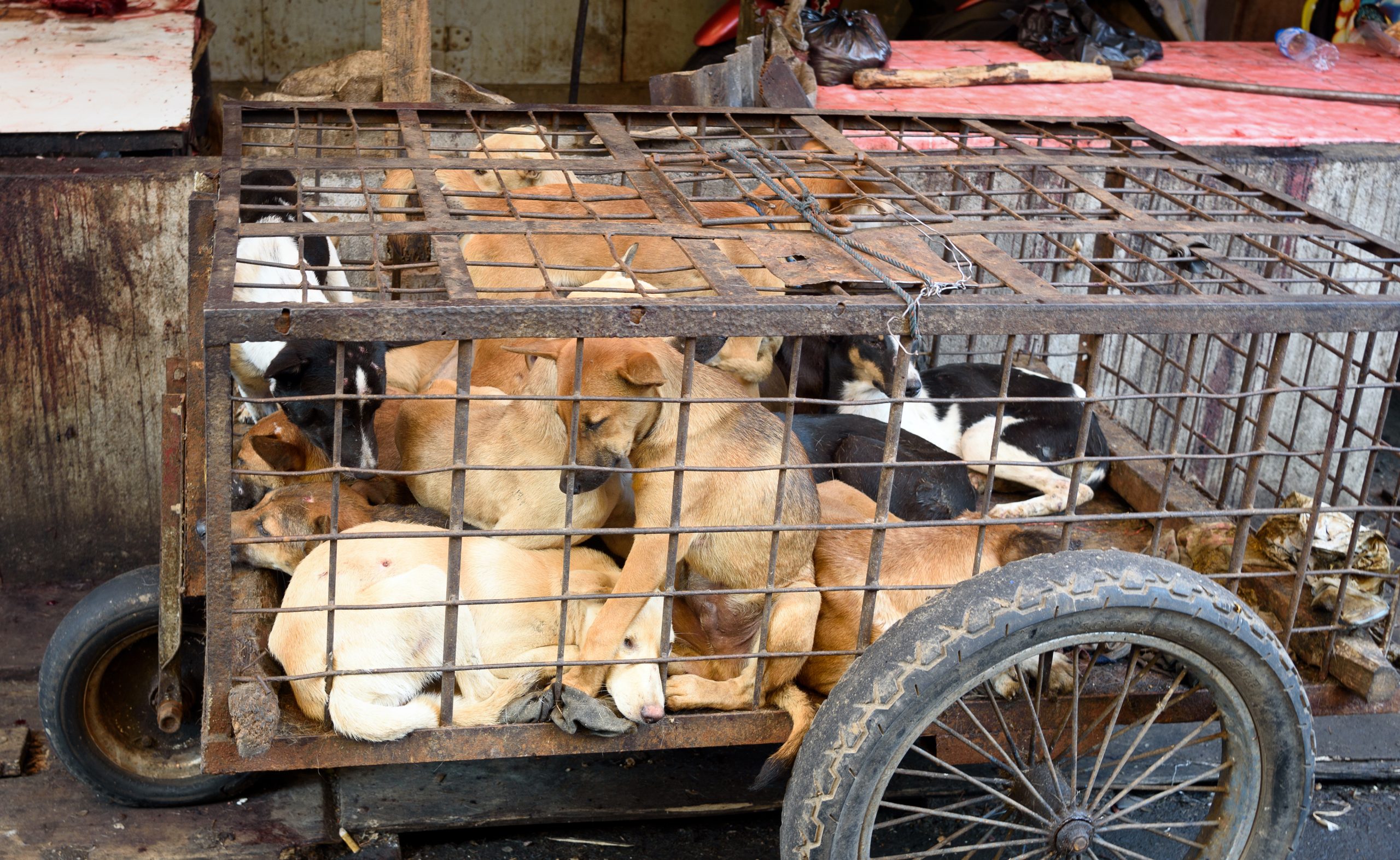 Help Stop China's Horrific Yulin Dog Meat Festival Karmagawa