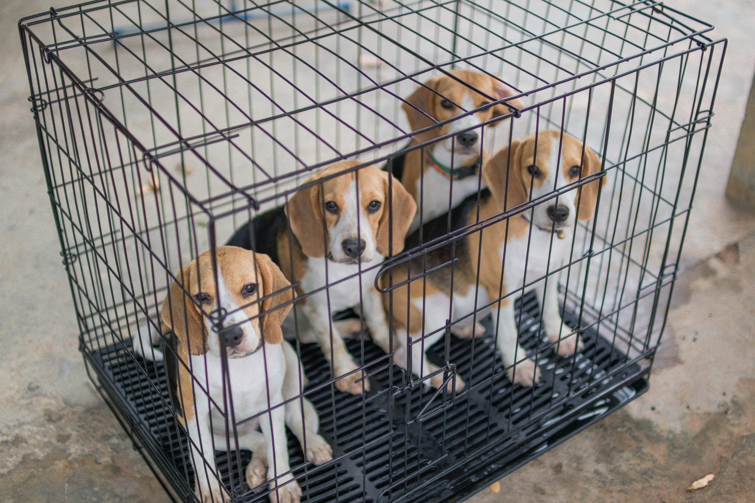 Dog Breeders Selling "Surplus Stock" of Puppies for Animal