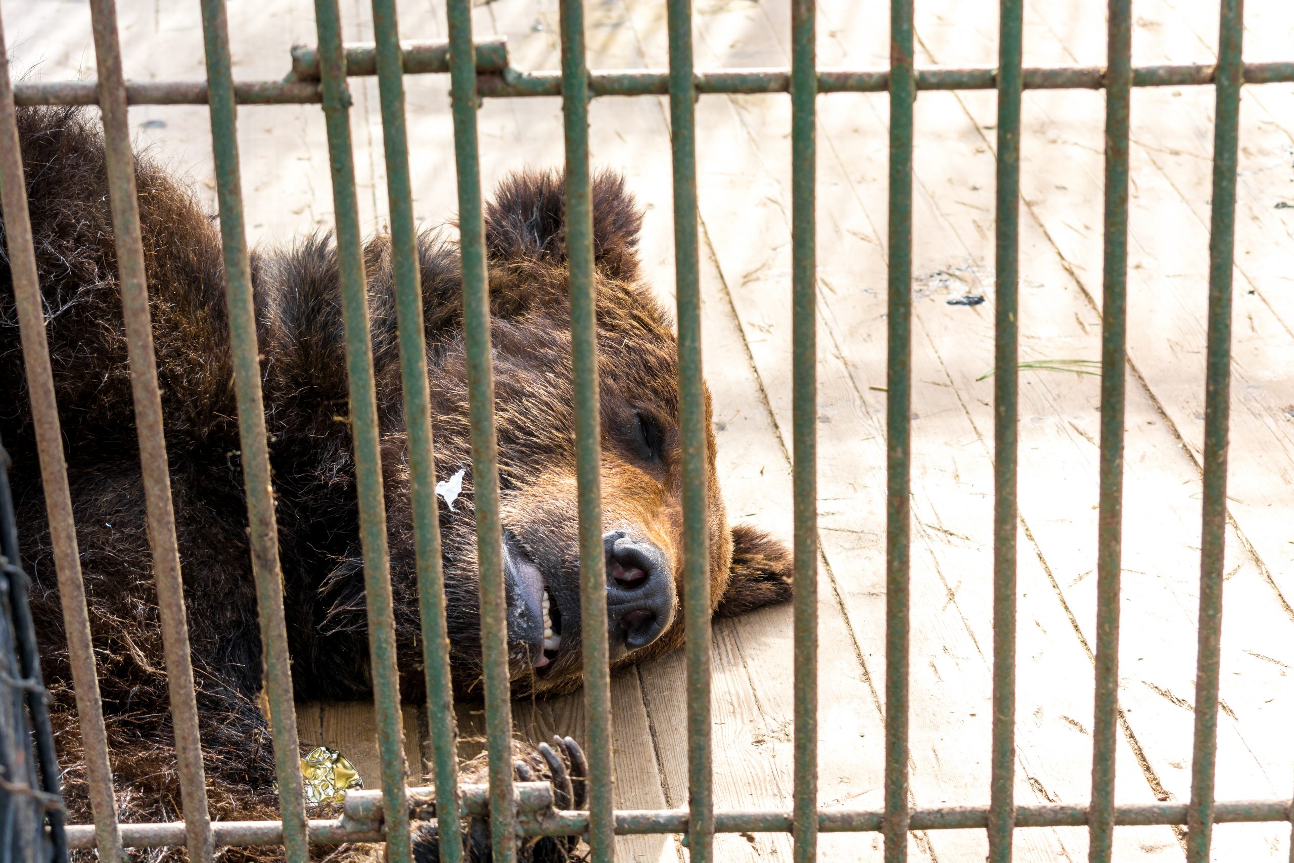 Bear With No Teeth Forced to Dance for Food at The Saigon Zoo Karmagawa