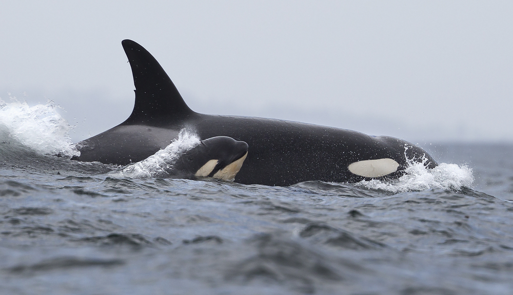 Tahlequah, the Orca That Grieved Its Stillborn by Carrying It Around