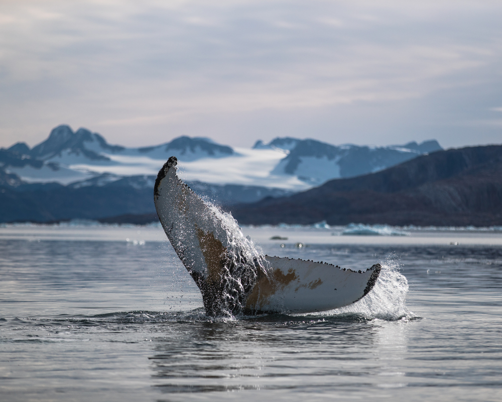 Bowhead Whale Population Rebound Being Hailed as One of the Great