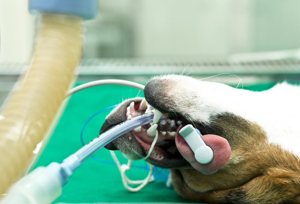 Cruel Animal Testing to Resume in Madrid Lab - Karmagawa