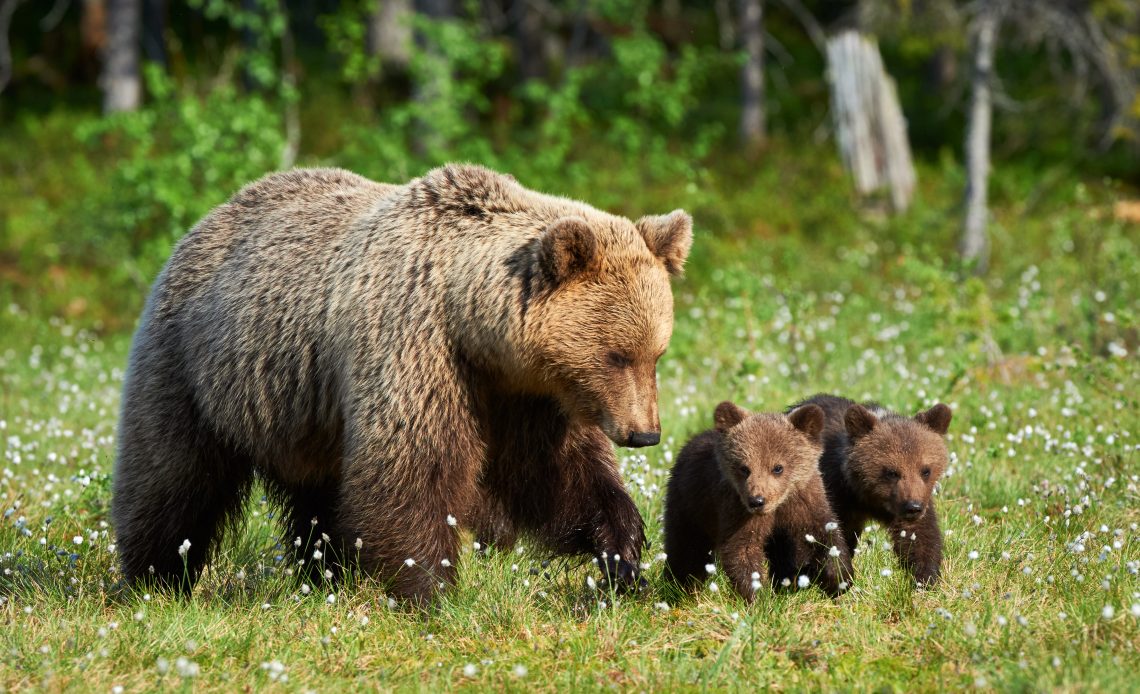 Amazing Victory as Court Rules for Protection of Grizzly Bears in