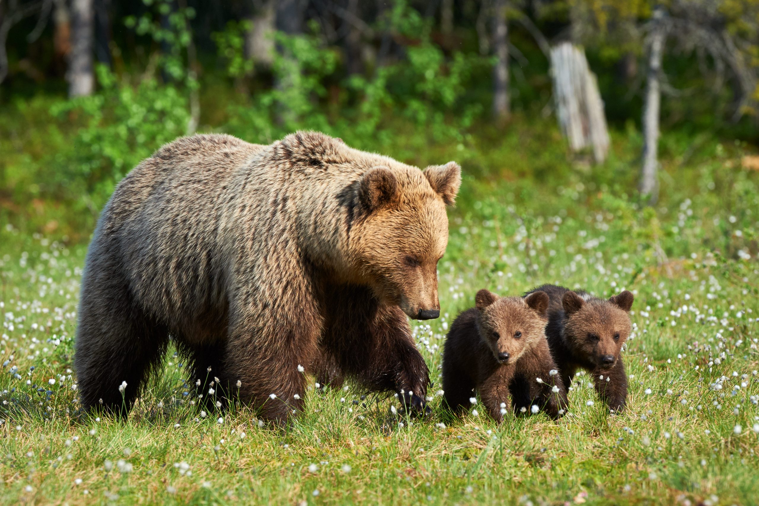 Amazing Victory as Court Rules for Protection of Grizzly Bears in ...