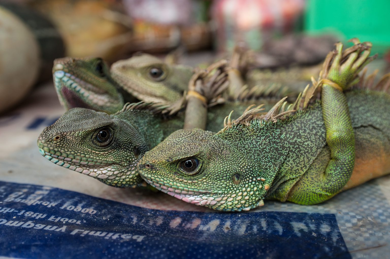 Перья у рептилий. Пресмыкающие с 2 отростками на голове. Wild Reptile ютуб.