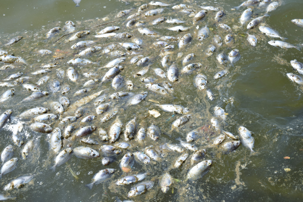 Large Algae Bloom Appears in Miami Waters After Thousands of Fish Die ...