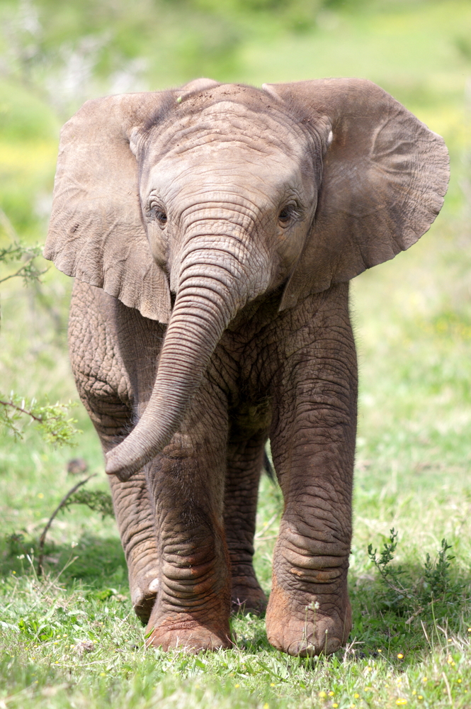 Dololo The Baby Elephant Thought To Be Dead Will Be Transitioned Back 