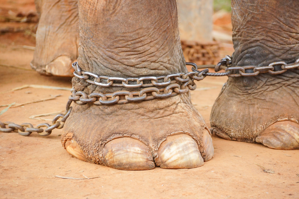 Rattanakham the Elephant Finally Freed From Cruel Tourist Camp and ...