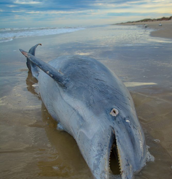 Pod of 20 Melon Headed Whales Slaughtered in Japan - Karmagawa