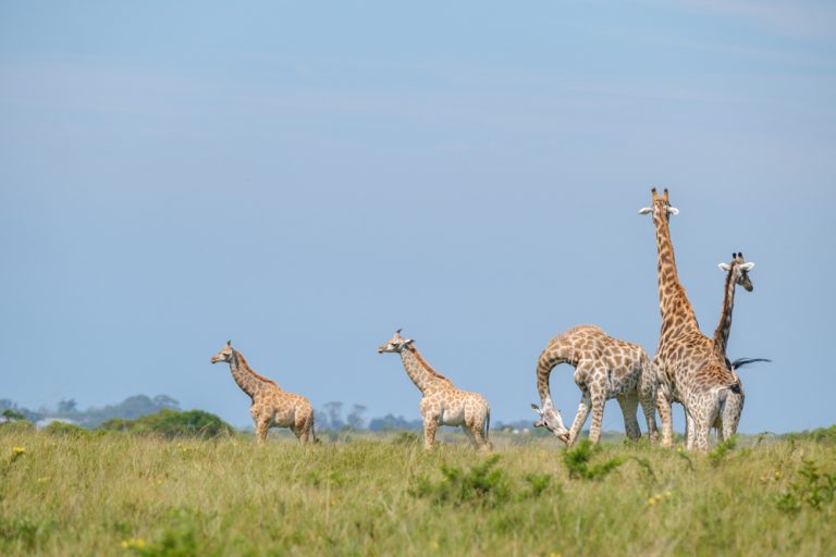 Severe Drought Conditions Lead To the Untimely Death of Six Giraffes ...